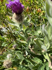 Centaurea nervosa