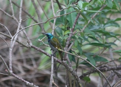 Cyanomitra verticalis