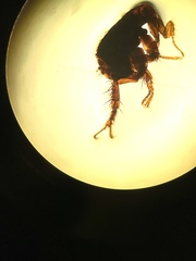 Xenopsylla cheopis