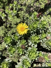 Haplopappus foliosus