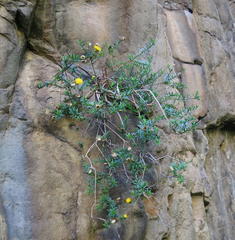 Pentatrichia integra