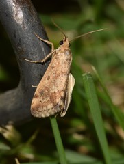Tegostoma comparalis