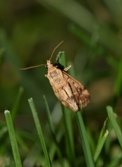 Tegostoma comparalis