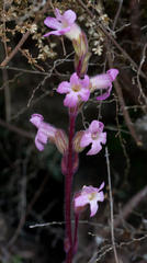 Harveya pauciflora