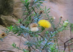 Pentatrichia integra