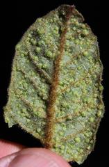 Phytoptus crinitus