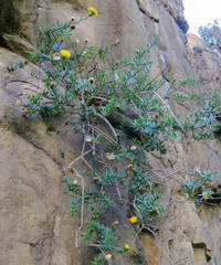 Pentatrichia integra