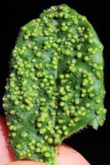 Phytoptus crinitus