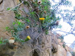 Pentatrichia integra