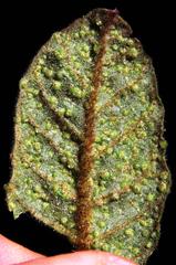 Phytoptus crinitus