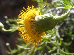 Pentatrichia integra