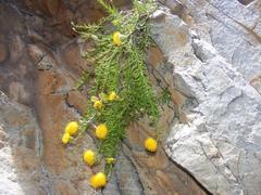 Pentatrichia integra