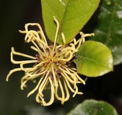 Trichocladus crinitus