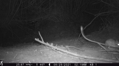 Dipodomys californicus