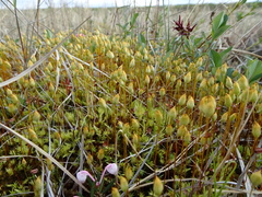 Polytrichum swartzii