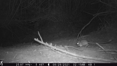 Dipodomys californicus