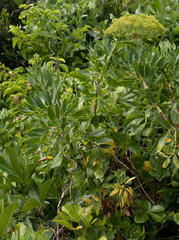 Notobubon laevigatum