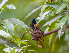 Terpsiphone viridis
