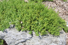 Honckenya peploides major