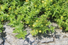 Honckenya peploides major