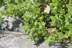 Honckenya peploides major