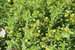 Honckenya peploides major