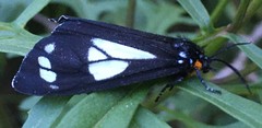 Gnophaela discreta