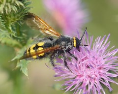 Scolia fuciformis