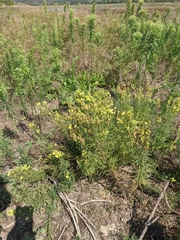 Linaria biebersteinii