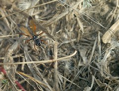 Cryptocheilus variabilis