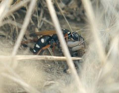 Cryptocheilus variabilis