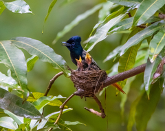Terpsiphone viridis