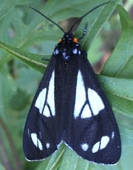 Gnophaela discreta