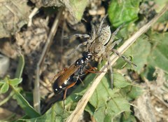 Cryptocheilus variabilis