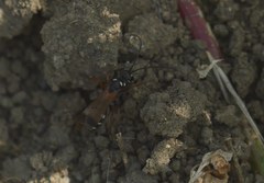 Cryptocheilus fabricii