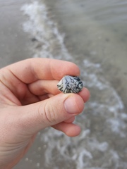 Ruditapes philippinarum