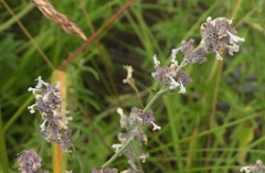Nepeta nepetella