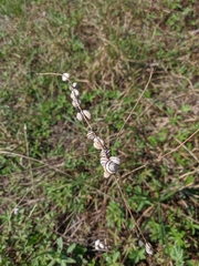 Xeropicta derbentina