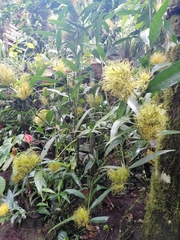 Justicia croceochlamys