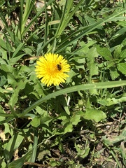 Anthophila
