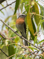 Ochthoeca rufipectoralis