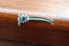 Leipoxais peraffinis