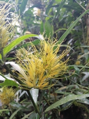 Justicia croceochlamys