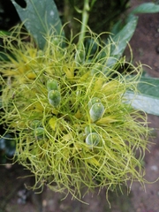 Justicia croceochlamys