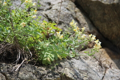 Linaria japonica