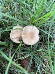 Fungi