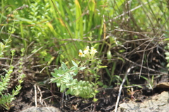 Linaria japonica