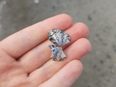 Ruditapes philippinarum