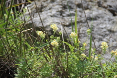 Linaria japonica