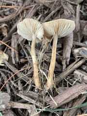 Fungi